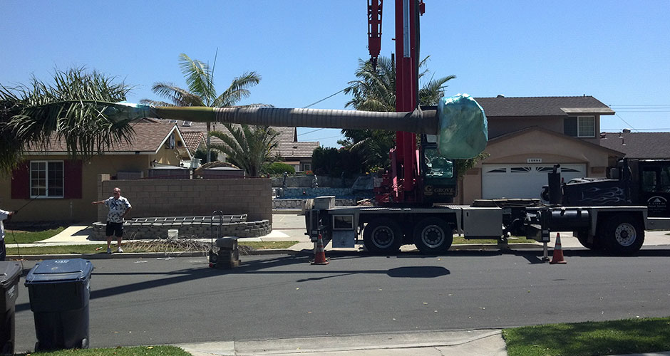 crane lifting and moving a palm tree in a residential neighborhood
