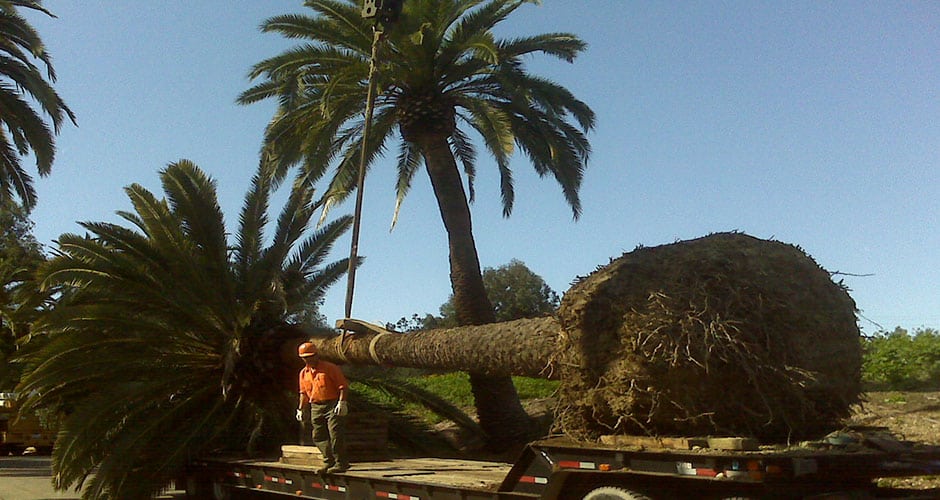 crane placing a tree on a trailer to be moved