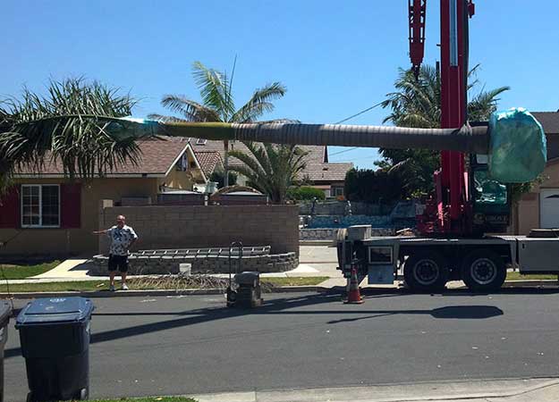 A truck crane lifting and moving a palm tree while a resident watches
