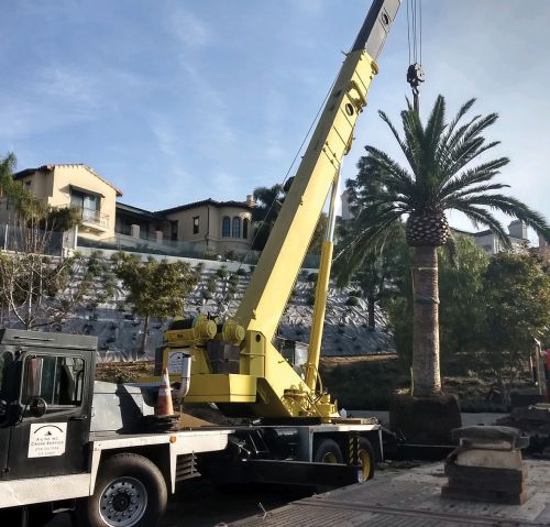 Crane lifting a palm tree in a residential neighborhood